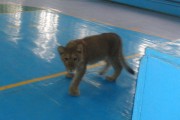 Lion cub in the gym