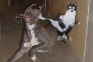 Cat vs dog fighting