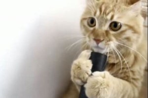 Cute cat with vacuum cleaner