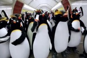 Penguins in the metro