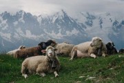 Alpine sheep